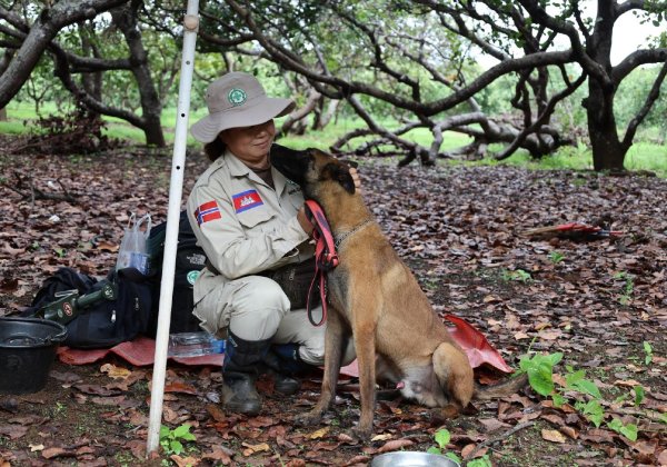 A Belgian Shepherd Malinois explosive detection dog and his handler. A Belgian Shepherd Malinois explosive detection dog and his handler.